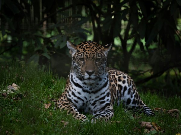 Quels animaux sont les plus influencés par la météo au Zoo de Beauval ?